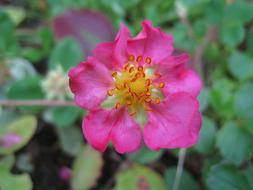 Ros Simple Pink flower