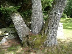 Alphem Aboretum Floby trees