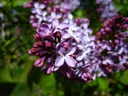 Summer Syren Purple