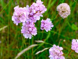 purple Flowers Flora