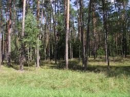 Lake Masuria forest