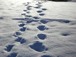 Tracks In The Snow