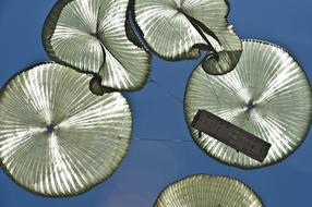 glass canopies against the sky