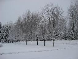 snowy Winter Trees at park