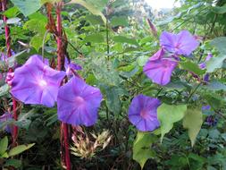 Funnel Thread Winds Morning Glory