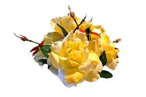 perfect Rose Blooms