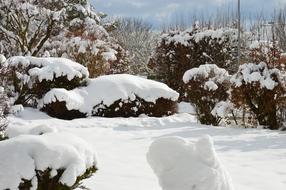 Winter Snow Bushes