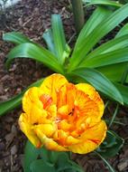 extraordinarily beautiful yellow Flowers Garden