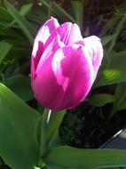 magnificent Garden tulip
