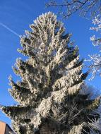 Frost Snowy Tree