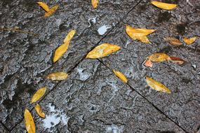 Defoliation Ground Rain Yellow