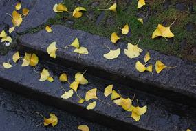 Defoliation as a natural phenomenon