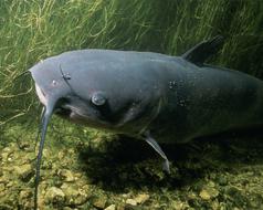 Channel catfish swimming in the river, above the stones, near the plants