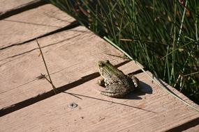 Toad sits on boardwalk over grass