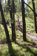 Trees Silhouettes Children