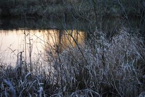 Beautiful shore of the river, with colorful water and plants