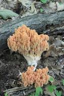 Coral Flava Fungi mushroom