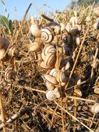 Dead Snails on Grass