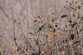 Cold Cover autumn close-up