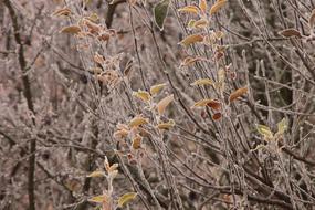 tree branches in the cold in winter