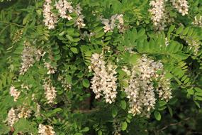 blooming acacia in spring