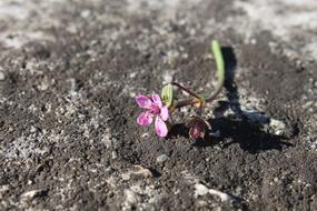 cut tiny pink flower on soil