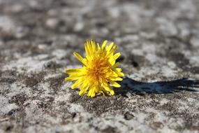 Close-up of the beautiful, yellow and orange dandelion flower in sunlight, with the shadow