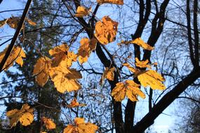 Fall Golden Leaves