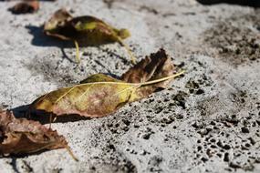 dry leaves on a stone close-up