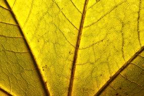 Yellow Leaf Macrophoto