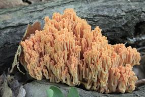 Coral Flava Fungi