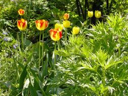 colorful tulips in the garden on a sunny day