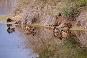 Ducks In Winter Peaceful lake