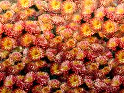 Flowers Dried