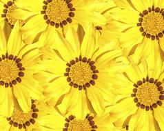 goodly yellow Garden Flora