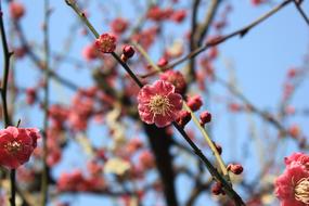 Plum Blossom Spring Pink