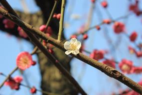 Pink Plum Blossoms at Spring