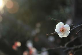 Plum Blossom Spring Pink