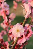 Close-up of the beautiful and colorful, blossoming plum flowers on the branches, in the spring