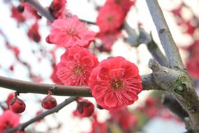 Close-up of the beautiful, red, pink and yellow plum blossoms on the tree with branches, in the spring