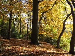 gold Trees Autumn