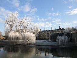 Cambridge Frozen Tree