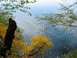 autumn trees over calm water