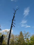 Dead Tree Trunk at forest