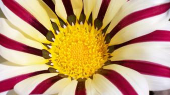 colorful flower with striped petals close up