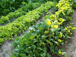 row of green plants on the field