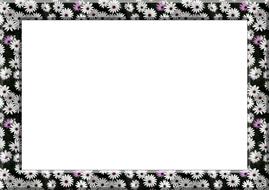 frame picture frame outline daisies