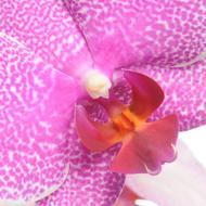 magnificent orchid