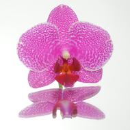 incredibly beautiful pink Blossom
