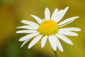 impressively beautiful Flower Spring